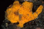 Orange Frogfish