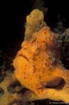 Orange Frogfish