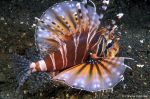 Zebra lion fish