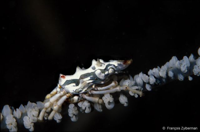 Xenocrab on whip coral