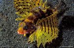 Yellow shortfin lionfish