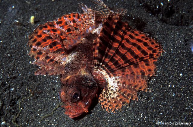 Red small pterois