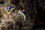 Nudibranchs Chromodoris annae