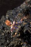 Nudibranch Hypselodoris kanga