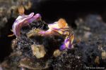 Nudibranchs Hypselodoris nigrostriata feeding a Dysidea dark blue sponge