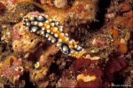 Nudibranch Phyllidia ocellata