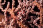 Pygmy seahorse