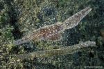 Robust ghost pipefishes
