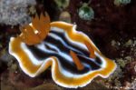 Nudibranch Chromodoris magnifica