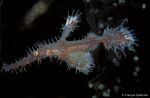 Orned ghost pipefish