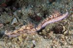 Nudibranchs Risbecia tryoni