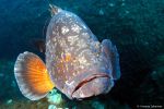 Brown grouper