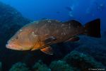 Brown grouper