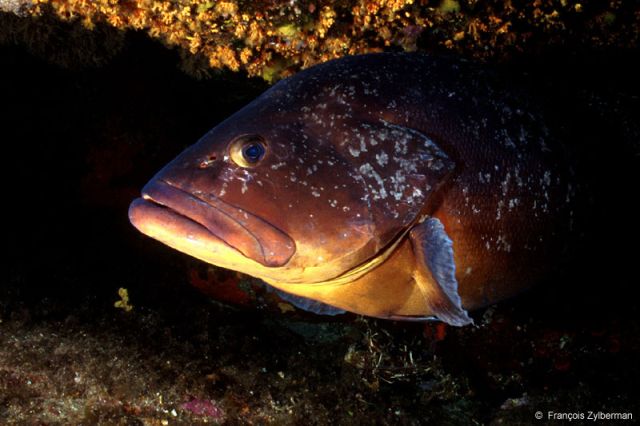 Brown mediterranean grouper