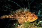 Brown scorpion fish