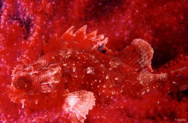 Little red scorpion fish in a gorgona