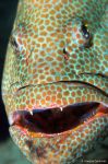 Tropical grouper