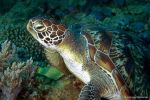 Green turtle