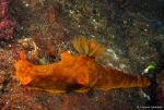 Nudibranch Ceratosoma