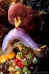 Nudibranch Hypselodoris bullocki