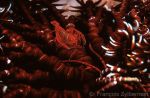 Shrimp in a feather-star