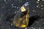 Eel in black sand