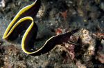 Juvenil ruban eel