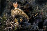 Nudibranch Hypselodoris kanga