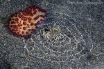 Nudibranch Janolus with his egg ribbon