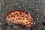 Nudibranch Janolus