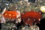 Nudibranchs Platydoris sanguinea