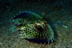 Oriental flying gurnard