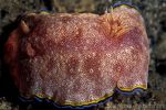 Nudibranch Chromodoris albopunctata