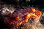 Nudibranch Platydoris