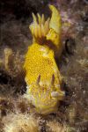 Nudibranch Hypselodoris picta