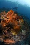 Sponges and feather stars