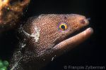 Goldentail Moray