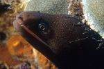 Goldentail Moray