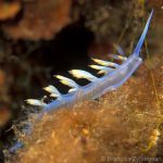 White flabellina