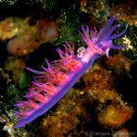 Nudibranch Flabellina affinis