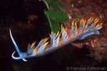 White flabellina