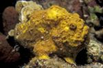 Frogfish