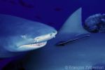 Lemon Sharks