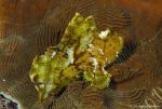 Leaf scorpion fish