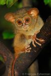 Spectral Tarsius