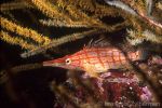 Longnose hawkfish