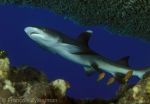 Little white tip shark