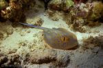 Blue spotted sting ray