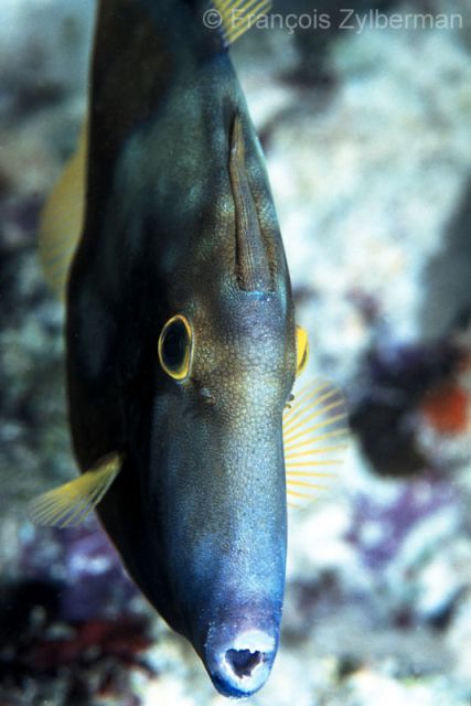 Dutch Caribbean Filefish