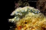 Nudibranch Elysia crispata